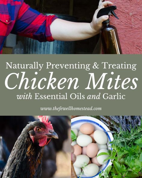 Mites On Chickens, Chicken Mites, Chicken Illness, Micro Farm, Chicken Pen, Modern Homesteading, Backyard Chicken Farming, Coop Ideas, Chicken Health