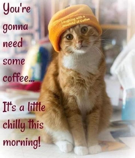 Cold Weather Funny, Cute Morning Quotes, Funny Happy Birthday Messages, Good Morning Animals, Coffee Quotes Morning, Morning Cat, Morning Memes, Good Morning Funny Pictures, Good Morning Sunshine Quotes