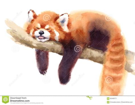 Watercolor Red Panda Sleeping On The Branch Hand Drawn Animal Illustration Isolated On White Background Stock Illustration - Illustration of mammals, background: 92409771 Red Panda Sleeping, Red Panda Funny, Red Panda Art, Panda Sketch, Red Panda Cute, Panda Poster, Panda Painting, Panda Illustration, Panda Drawing