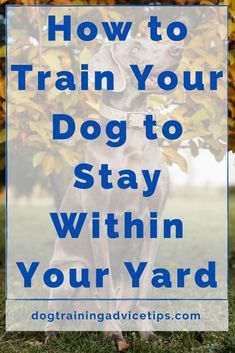 American Alsatian, Lou Dog, Puppy Life, Puppy Time, Dog Commands, Dog Behavior Problems, Cairn Terriers, Dog Training Advice, Dog Training Techniques