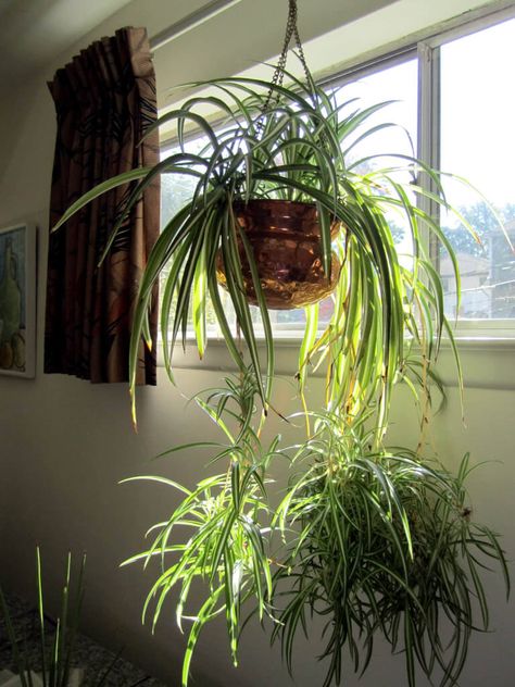 Silver Satin Pothos, Cozy Maximalism, Satin Pothos, Hanging Indoor Plants, Plant Bedroom, Orange Living Room, She Was A Fairy, Plant Friends, Rosemary Plant