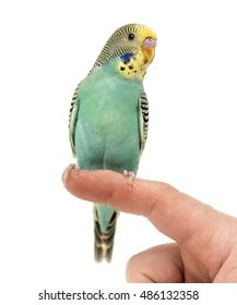 Bird On Finger, Funny Bird Pictures, Australian Birds, Funny Birds, Bird Pictures, Card Making Inspiration, Bird Photography, Birds Painting, Parrot