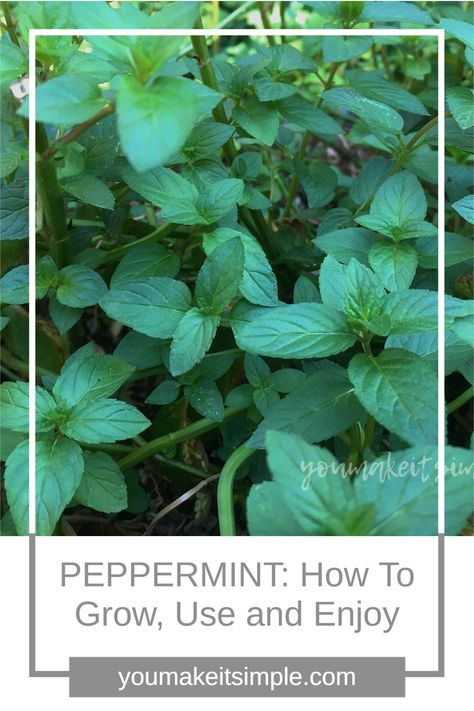 Peppermint Plant Care, How To Dry Peppermint Leaves, How To Care For Peppermint Plant, What To Do With Peppermint Leaves, How To Grow Peppermint, Peppermint Recipes Fresh, Pepermint Plant Benefits, Peppermint Herb Uses, How To Harvest Peppermint