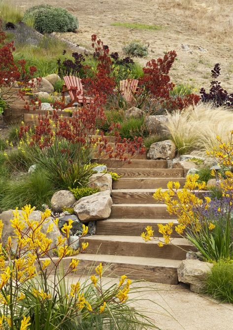 Tiburon California, Design Methodology, Water Wise Plants, Landscape Gardening, Hillside Garden, Design Proposal, Mediterranean Plants, Sloped Garden, Kangaroo Paw