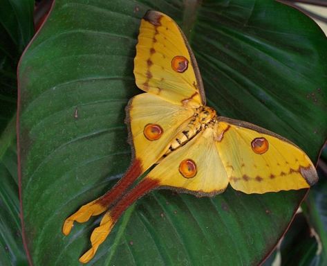 Moth Photography, Comet Moth, Silk Moth, Moth Tattoo Design, Rhino Beetle, Dragon Flys, The Comet, Insect Photography, Moon Moth