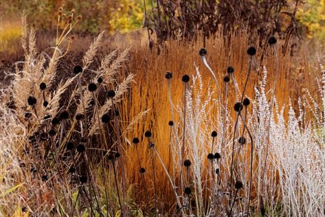 Piet Oudolf, Winter Gardens, Meadow Garden, Planting Design, Grasses Garden, Plant Combinations, Natural Garden, Perennial Garden, Ornamental Grasses