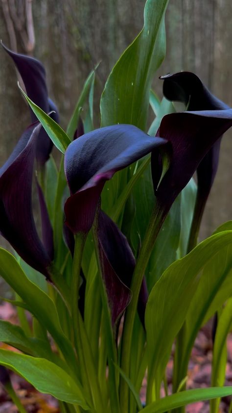 Black Calla Lilly, Calla Lily Aesthetic, Arum Lillies, Black Calla Lily, Dark Spring, Lily Tattoo Design, Goth Garden, Calla Lily Flowers, Spring Gardening