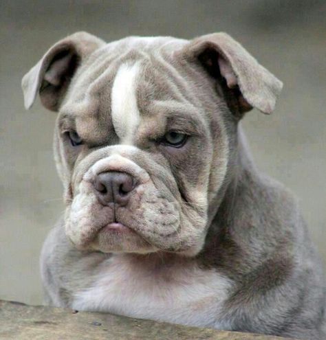 I'm mad now Cute Dogs For Sale, Bulldog Pitbull, English Mastiff Dog, French Bulldog Mix, Olde English Bulldogge, Mastiff Dogs, Old English Bulldog, English Bulldog Puppy, Bulldog Lover