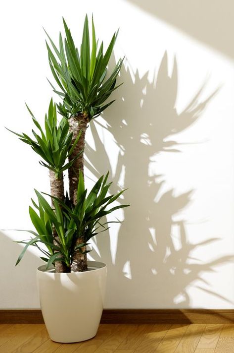 yucca plant Best Indoor Trees, Easy House Plants, نباتات منزلية, Yucca Plant, Living Room Plants, Indoor Trees, Inside Plants, Bathroom Plants, Plant Decor Indoor