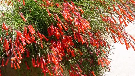 How to give firecracker plants a home in your desert garden Firestick Plant, Firesticks Succulent, Firecracker Bush, Fire Spike Plant, Sedum Firecracker, Firecracker Plant, St Elmos Fire, Mayan Pyramids, Autumn Sage