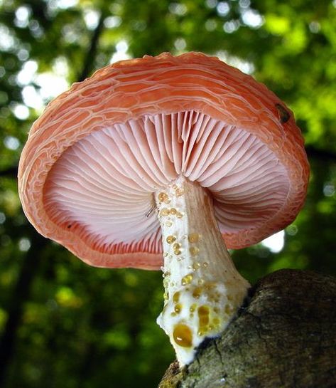 Wrinkled Peach mushroom (Rhodotus palmatus) ~ By Dan Molter Wrinkled Peach Mushroom, Peach Mushroom, Mushroom Seeds, Beautiful Mushrooms, Slime Mold, Colorful Mushrooms, Lichen Moss, Peach Tones, Mushroom Pictures