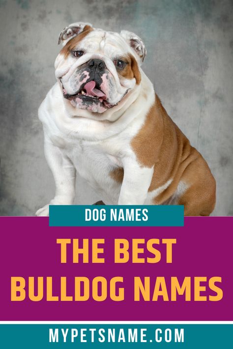 Bully breeds are natural companions, which make them an excellent family dog as they are great around kids. Here is a list of the best Bulldog names for your loyal, affectionate pet that you will always love no matter what, in spite of their smells and quirks.  #bulldognames #bestbulldognames #namesforabulldog English Bulldog Names, Female Dog Names List, Dogs Names List, Cool Pet Names, Funny Dog Names, French Bulldog Names, White Bulldog, Boy Dog Names, Bulldog Names