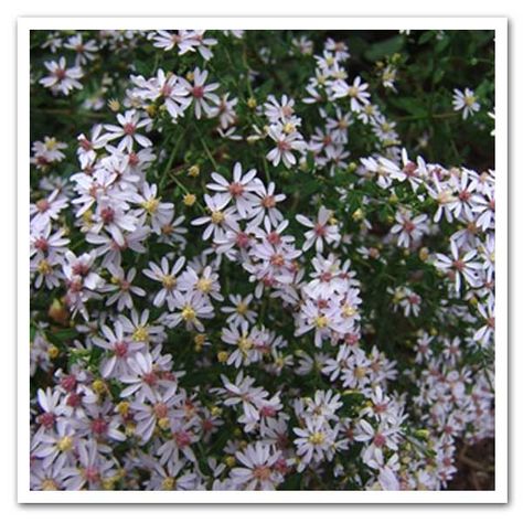 Aster cordifolius, Blue Wood Aster Aster Cordifolius, Wood Aster, Japanese Anemones, Plant Catalogs, Shade Flowers, Herbaceous Perennials, Blue Wood, Companion Planting, American Beauty