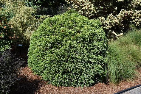 Dwarf Globe Japanese Cedar (Cryptomeria japonica 'Globosa Nana') at Homestead Gardens Cryptomeria Japonica, Tree Stump Planter, Japanese Cedar, Low Maintenance Shrubs, Alpine Garden, Homestead Gardens, Outdoor Pots, Spring Hill, Evergreen Shrubs