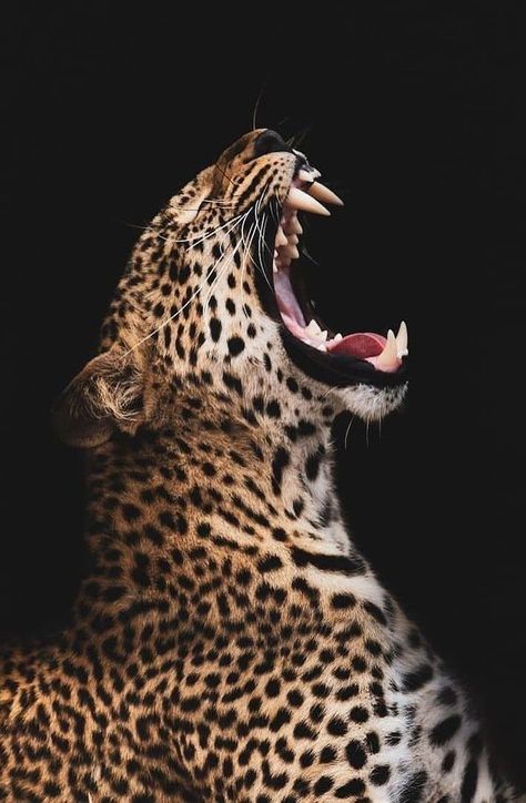 african leopard, jaguar, cheetah, lion, tiger, cat, leopard, wildlife, mammal, fur, predator, wild, safari, danger, nature Cheetah Drawings, Cheetah Pictures, Jaguar Animal, Wild Animal Wallpaper, Wild Animals Pictures, Animals Pictures, Gym Room, Majestic Animals, Cheetahs