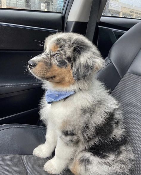 Cute Australian Shepherd Puppies, Baby Australian Shepherd, Puppy Australian Shepherd, Australian Shepherd Christmas, Blue Merle Australian Shepherd, Mini Aussie Puppy, Cute Doggies, Mini Australian Shepherd, English Shepherd