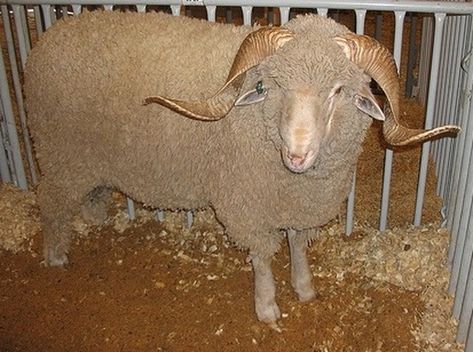 Rambouillet Sheep Rambouillet Sheep, Strongest Animal, Sheep Dogs, Musk Ox, Sheep Breeds, Merino Sheep, Sheep Farm, Fiber Arts, Farm Life