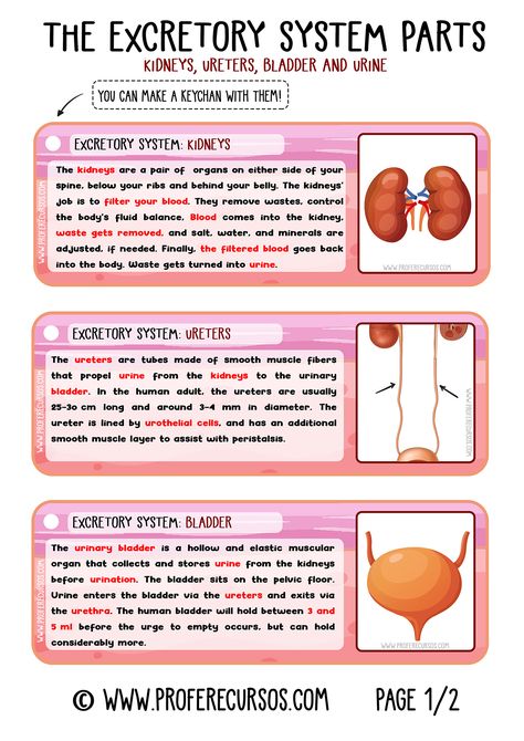 The Excretory System Notes, Excretion In Humans Notes, Urinary System Anatomy Physiology, Excretion In Humans, Excretion Biology Notes, Excretory System Projects, Human Excretory System Diagram, Urinary System Project, Excretory System Notes