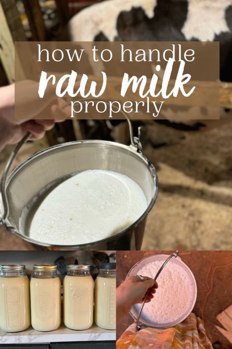 How to handle raw milk properly - Wilson Homestead Milk Aesthetic, Homestead Blog, Gaps Diet, Dairy Goats, Homemade Cheese, Dairy Cows, No Dairy Recipes, Milk Cow, Milk Recipes