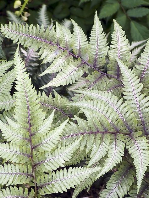 Athyrium Niponicum, Japanese Fern, Painted Fern, Japanese Painted Fern, Low Light House Plants, Orchids Care, Fern Plant, Green Shades, Starter Plants