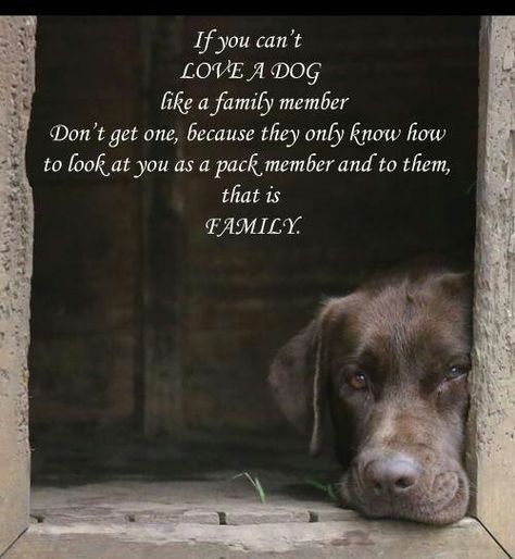 Animals are family About Dogs, Brown Dog, Animal Quotes, Dog Quotes, Dog Stuff, Look At You, A Quote, Animals Friends, Dog Life