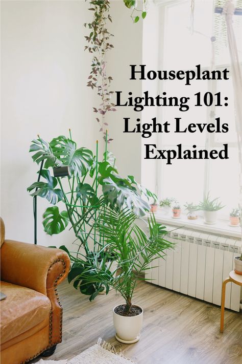 Houseplant lighting 101 Filtered Light Plants, How To Get More Light In House, Indoor Plants Lighting, Bright Indirect Light Plants, Plant Light Guide, Direct Light House Plants, Plant Lights Indoor Setup, Plant Lighting Guide, Area 2023