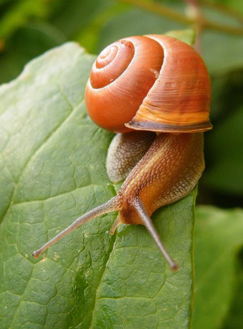 ˚Oozing along Non Toxic Home, Snail Image, Giant African Land Snails, Pet Snails, Molluscs, Cool Bugs, Animal Study, Butterfly Bush, Beautiful Bugs