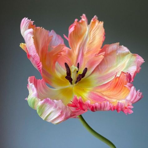 Floral Photography Art, Tulips Meaning, Types Of Tulips, Dyed Flowers, Parrot Tulip, Tulips Art, Flower Close Up, Parrot Tulips, Flower Farmer