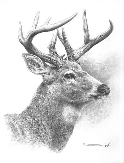 Drawings Of Deer, Deer Sketch, White Tailed Deer, Realistic Animal Drawings, Deer Heads, Deer Artwork, Deer Drawing, Pencil Drawings Of Animals, Deer Pictures