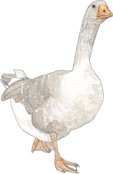 Ducks Watercolor, Watercolour Duck, Watercolor Ducks Painting, Duck Art Watercolor, Watercolour Duckling, Duck Illustration, Watercolor Dog Portrait, Animal Cutouts, Watercolor Paintings Of Animals