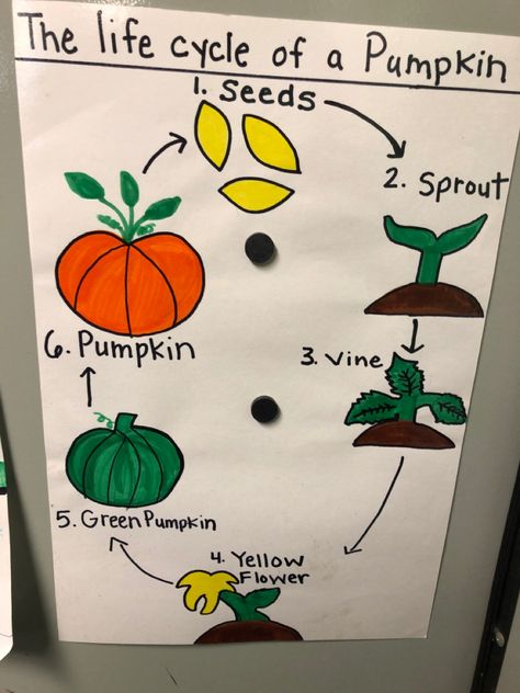 Cycle Of A Pumpkin Preschool, Pumpkin Themed Art For Preschoolers, Fall Harvest Curriculum, Preschool Pumpkin Exploration, Exploring Pumpkins Preschool, Pumpkin Life Cycle Anchor Chart, Life Cycle Of A Pumpkin Anchor Chart, Parts Of A Pumpkin Anchor Chart, Autumn Social Studies Preschool