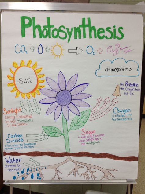 Photosynthesis anchor chart by Miss Lintz Photosynthesis Poster, Photosynthesis Projects, Photosynthesis Activities, Photosynthesis Worksheet, Stem Bins, Photosynthesis And Cellular Respiration, Science Anchor Charts, 4th Grade Science, 6th Grade Science