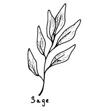 Premium Vector | Outline hand drawn culinary herb sage on transparent background Sage Outline Tattoo, Sage Leaf Tattoo, Bundle Of Sage Tattoo, Sage Brush Drawing, Sage Drawing, Sage Bundle Tattoo, Sage Tattoo, Herb Line Art, Herb Line Drawing