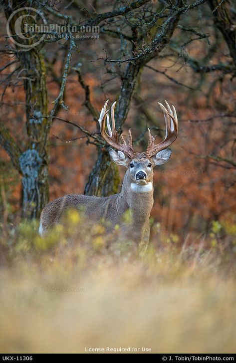 Deer Hunting Videos, Big Whitetail Bucks, Deer Reference, Deer Pics, Deer Images, Whitetail Deer Pictures, Mule Deer Buck, Hunting Decal, Whitetail Deer Hunting