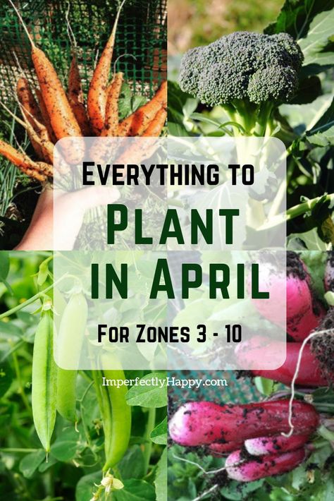 Everything to plant in April Spring Planting Vegetables, Pictures Of Vegetable Gardens, What To Plant In The Spring, Flower And Veggie Garden Ideas, Small Beginner Garden, Veggie Gardens For Small Spaces, 10b Gardening, Beautiful Vegetable Garden Inspiration, Vegetable Garden Photos