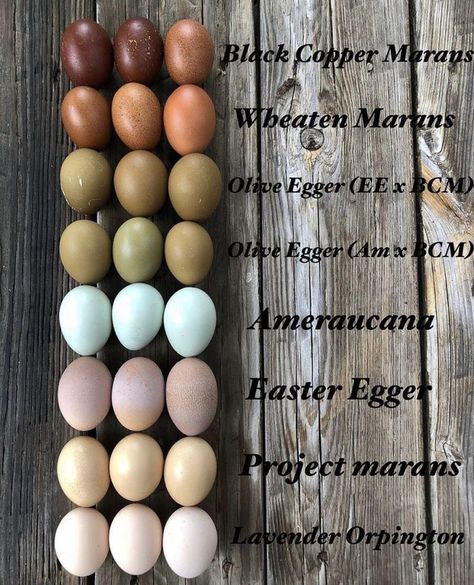 Pretty Egg Laying Chickens, Egg Fridge Storage, Chicken Hen House, Beautiful Chicken Coop Ideas, Heavy Bloomer Chicken, Pretty Chicken Coop Ideas, Fresh Egg Storage Ideas, Chicken Eggs Colors Chart, Chicken Coop Roosts