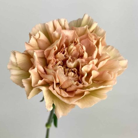 Carnation Terracotta Caramel Terra Cotta Carnation, Lege Marrone Carnation, Terracotta Carnations, Carnation Varieties, Antique Carnations, Carnation Caramel, Terracotta Flowers, Flower Library, Terracotta Blush