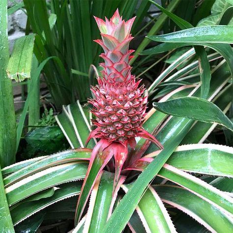 This Tropical Plant Features a Tiny Pink Pineapple, and You Can Order One From Home Depot Red Pineapple, Pineapple Plant, Pink Plants, Succulents Candles, Pineapple Planting, Pineapple Top, Pink Fruit, Colorful Succulents, Pink Pineapple