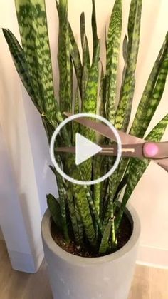 Projek Mengait, Evergreen Candle, Snake Plant Care, نباتات منزلية, Plant Care Houseplant, Summer Mantle Decor, Front Yard Landscaping Simple, Summer Decorating Ideas, Front House Landscaping