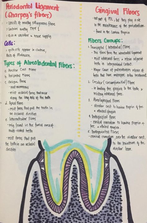 Nbdhe Study Dental Hygiene, Dentistry Notes, Dental Notes, Dental Hygienist School, Hygiene School, Dental Assistant Study, Funny Mouth, Dental Hygiene Student, Oral Pathology