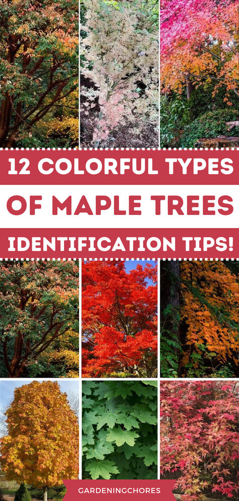 Unlock the Magic: Discover the Amazing Uses of Maple Trees! 🍁✨ #MapleMagic Red Point Maple Tree, Types Of Maple Trees, Maple Tree Varieties, Plant Advice, Growing Trees, Vegetable Harvest, Tree Id, Tree Identification, Maple Trees