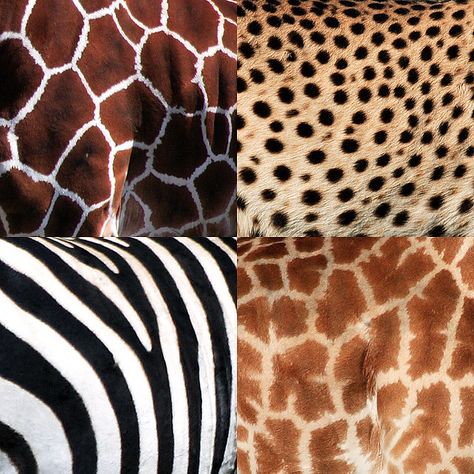 www.andrewcastellano.com  Reticulated Giraffe, Cheetah, Zebra, Masai Giraffe  Photographed in the Serengeti, Masai Mara and northern Kenya. Animal Print Fashion, Animal Prints Pattern, Living Things, African Pattern, African Animals, Animal Skin, Print Wallpaper, African Design, Giraffes