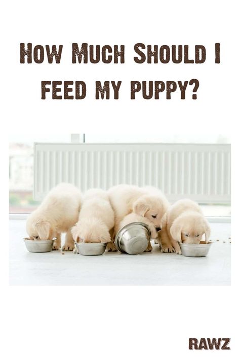 Getting a new puppy is exciting, but a big responsibility. New dog parents want to make sure that they are doing everything they can to keep their puppy healthy, and diet plays a primary role. Knowing when, how much and how often to feed a new puppy is key to helping them maintain a healthy lifestyle. Read on to learn more about feeding your puppy. Feeding Multiple Dogs, Puppy Feeding Guide, Puppy Feeding Schedule, Getting A New Puppy, Feeding Puppy, Best Puppy Food, Puppy Feeding, Mini Puppies, Derby Girl