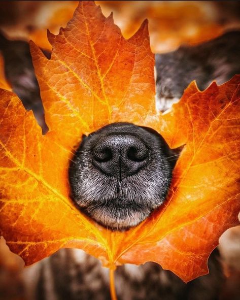 Dog Costume Photoshoot, Fall Pictures With Dogs Photo Ideas, Puppy In Fall Leaves, Fall Dog Wallpaper Iphone, Dogs And Pumpkins Pictures, Dog Fall Photoshoot Ideas, Dog In Autumn, Pumpkin Patch Photoshoot With Dog, Puppy Fall Photoshoot