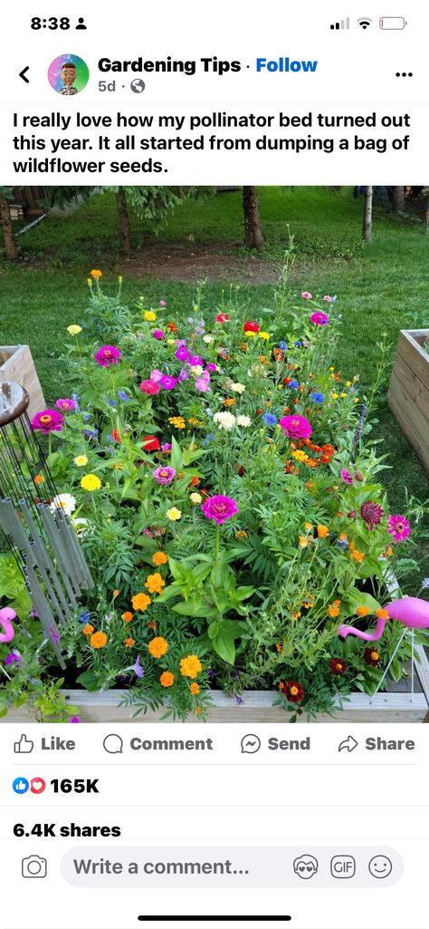 Pollinator Border, Wildflower Seeds, Raised Garden Beds, Raised Garden, Indoor Garden, Garden Beds, Gardening Tips, Garden Landscaping, Wild Flowers