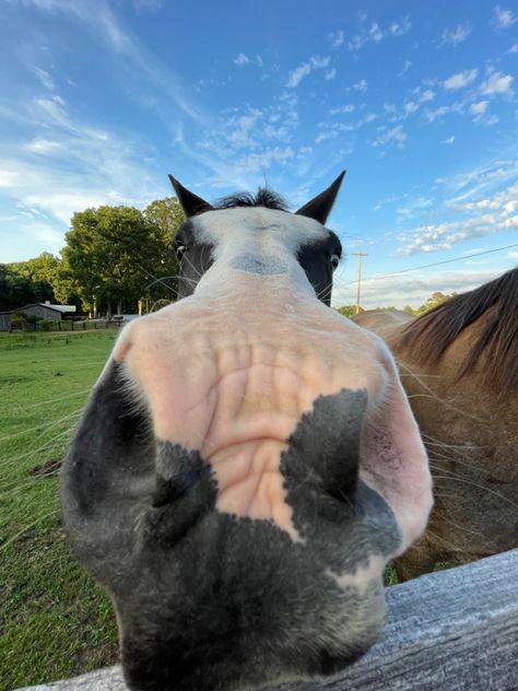 Horse Pfp Funny, Horses Funny Photos, Funny Horse Pics, Goofy Horse, Silly Horse, Mom Nails, Fat Horse, Horses Funny, Horse Funny