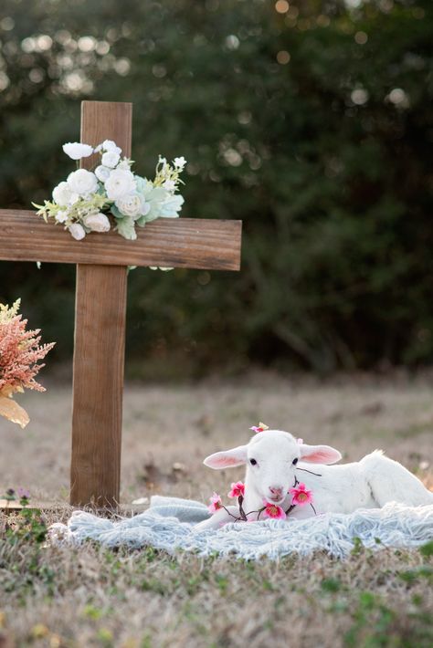 Lamb Easter Minis Easter Cross Photoshoot, Lamb Photoshoot, Easter Mini Session Ideas, Easter Minis Photography, Kids Easter Pictures, Easter Mini Sessions, Easter Shoot, Lamb Pictures, Easter Minis