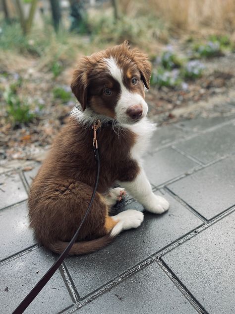 Red Tri Australian Shepherd, Australian Shepherd Puppy, Reactive Dog, Aussie Puppies, Australian Shepherd Puppies, Aussie Dogs, Farm Dogs, Dream Dog, Australian Shepherd Dogs