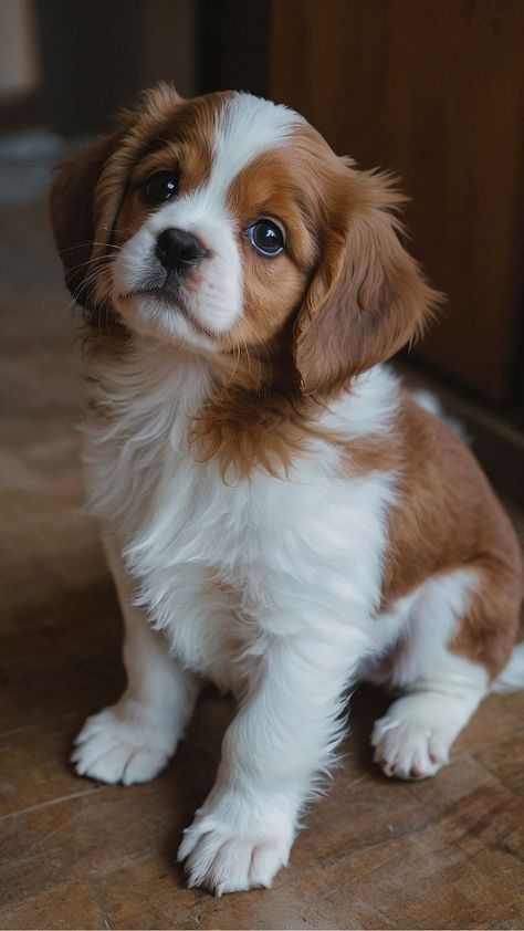 Dog Images Pictures Cute Puppies, Cute Puppies Pics, Cute Puppies Photos, Cute Kittens And Puppies, Cute Dogs And Puppies Pictures, Cute Puppies Wallpaper, Cute Wallpaper Designs, Cute Pet Wallpaper, Baby Dogs Puppy