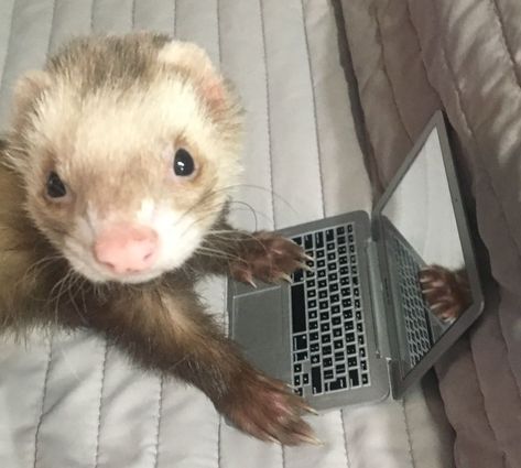 A Ferret, Night Changes, Ferret, Home Office, Drive